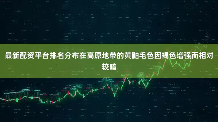 最新配资平台排名分布在高原地带的黄鼬毛色因褐色增强而相对较暗